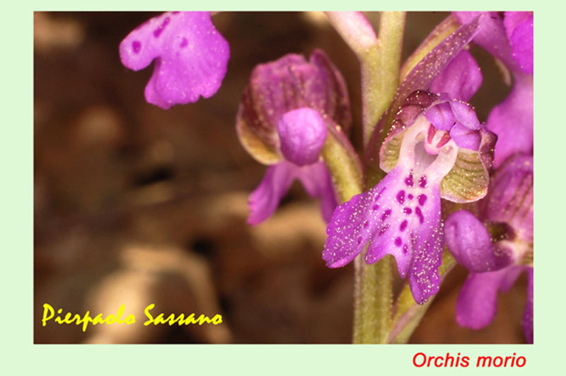 Orchidee del Trasimeno 2008